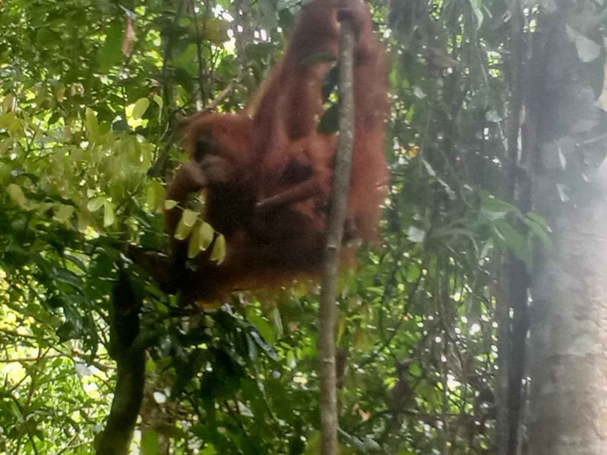 Jungle Treking & Jungle Tour If You Want To Stay Here,You Must Book Treking Only With Us 부킷 라왕 외부 사진