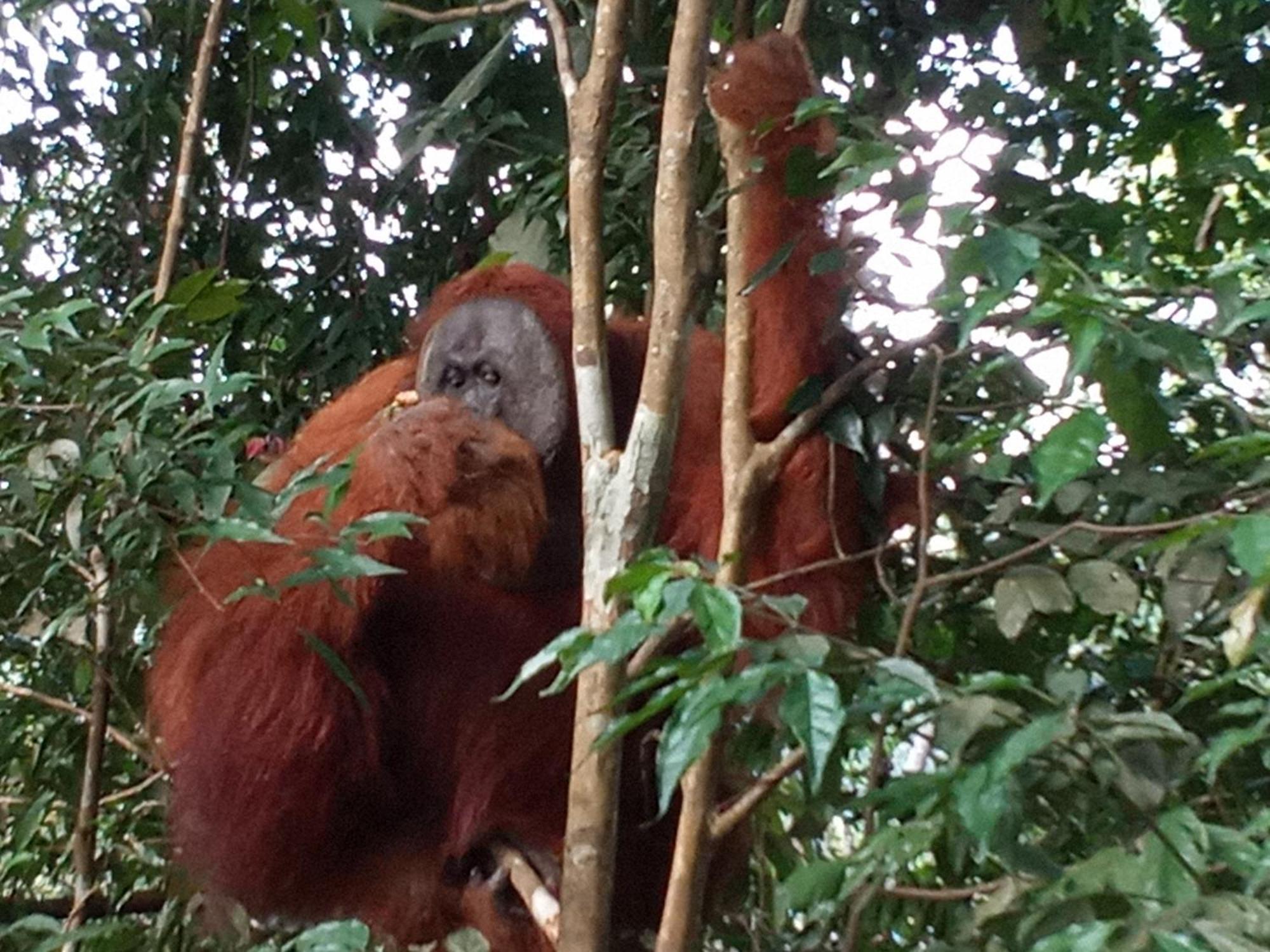 Jungle Treking & Jungle Tour If You Want To Stay Here,You Must Book Treking Only With Us 부킷 라왕 외부 사진
