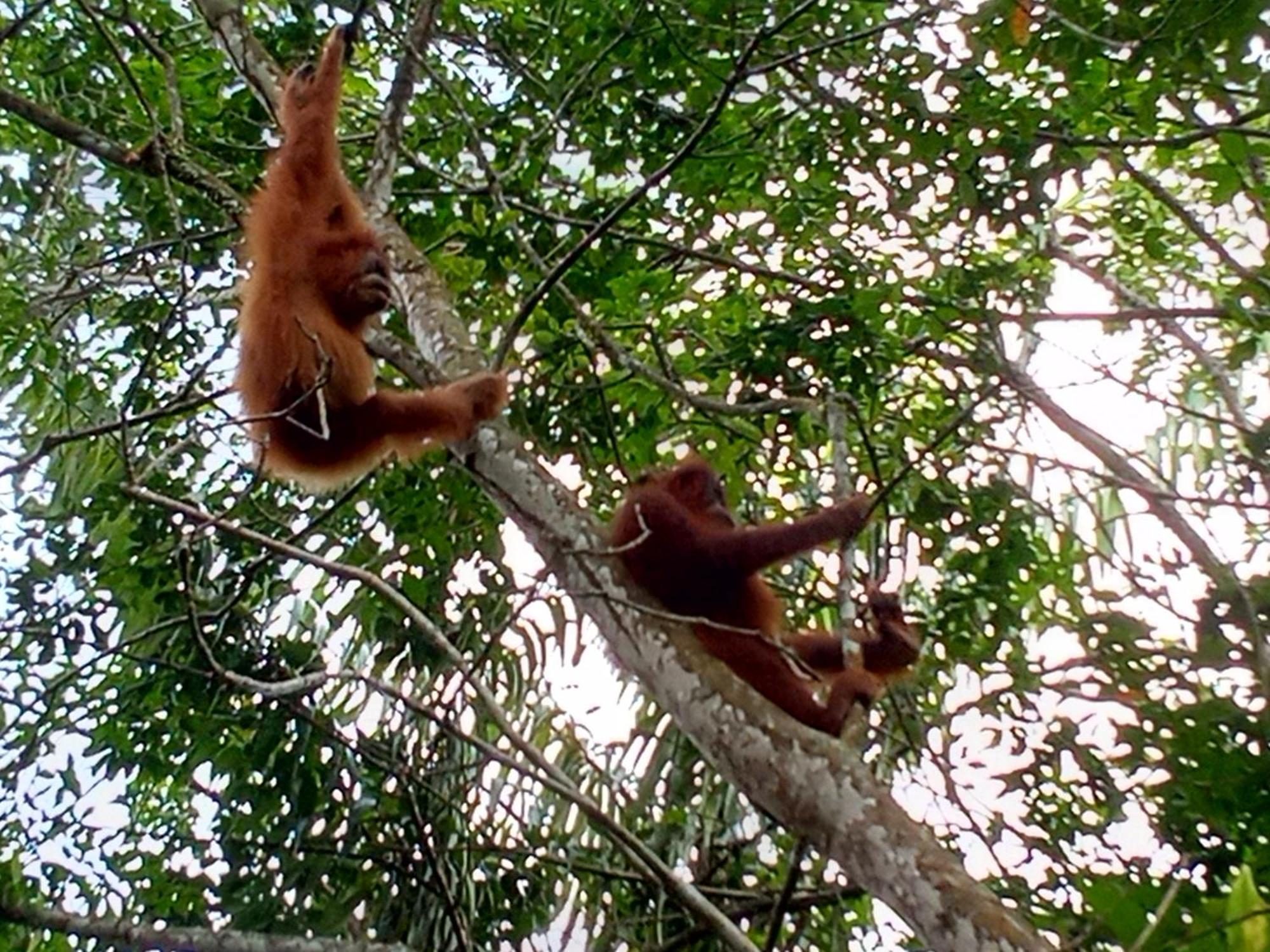 Jungle Treking & Jungle Tour If You Want To Stay Here,You Must Book Treking Only With Us 부킷 라왕 외부 사진