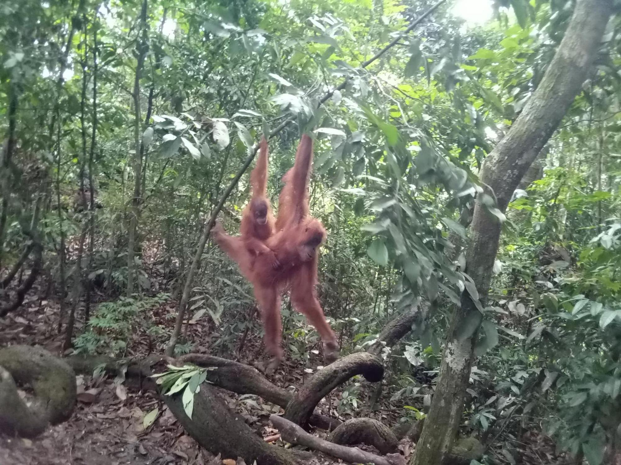 Jungle Treking & Jungle Tour If You Want To Stay Here,You Must Book Treking Only With Us 부킷 라왕 외부 사진