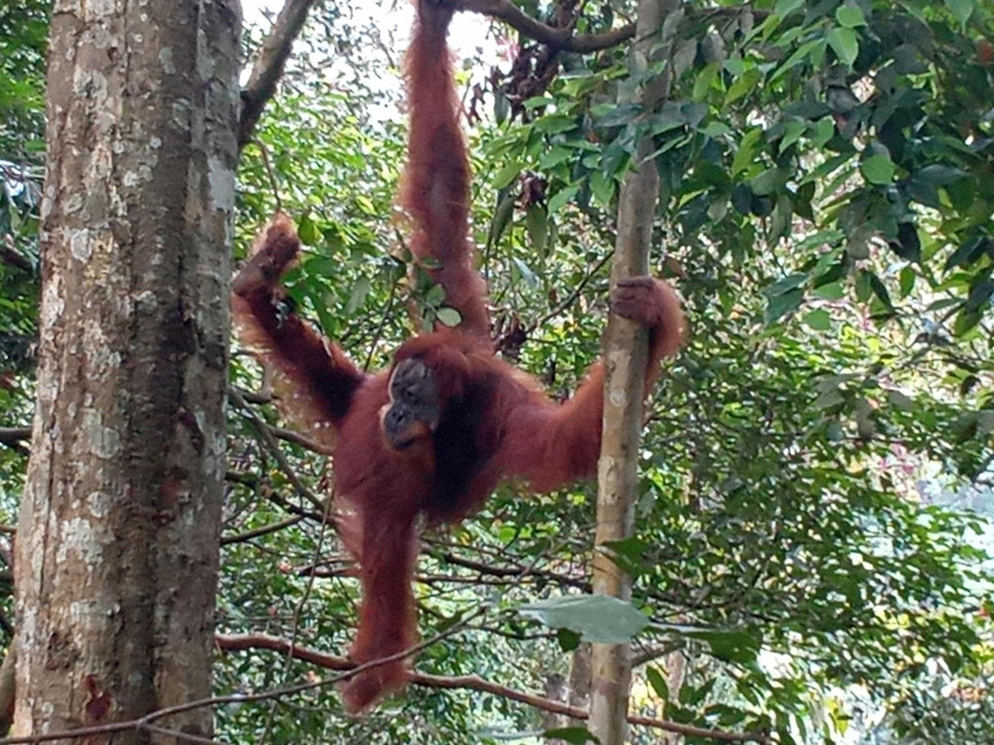 Jungle Treking & Jungle Tour If You Want To Stay Here,You Must Book Treking Only With Us 부킷 라왕 외부 사진