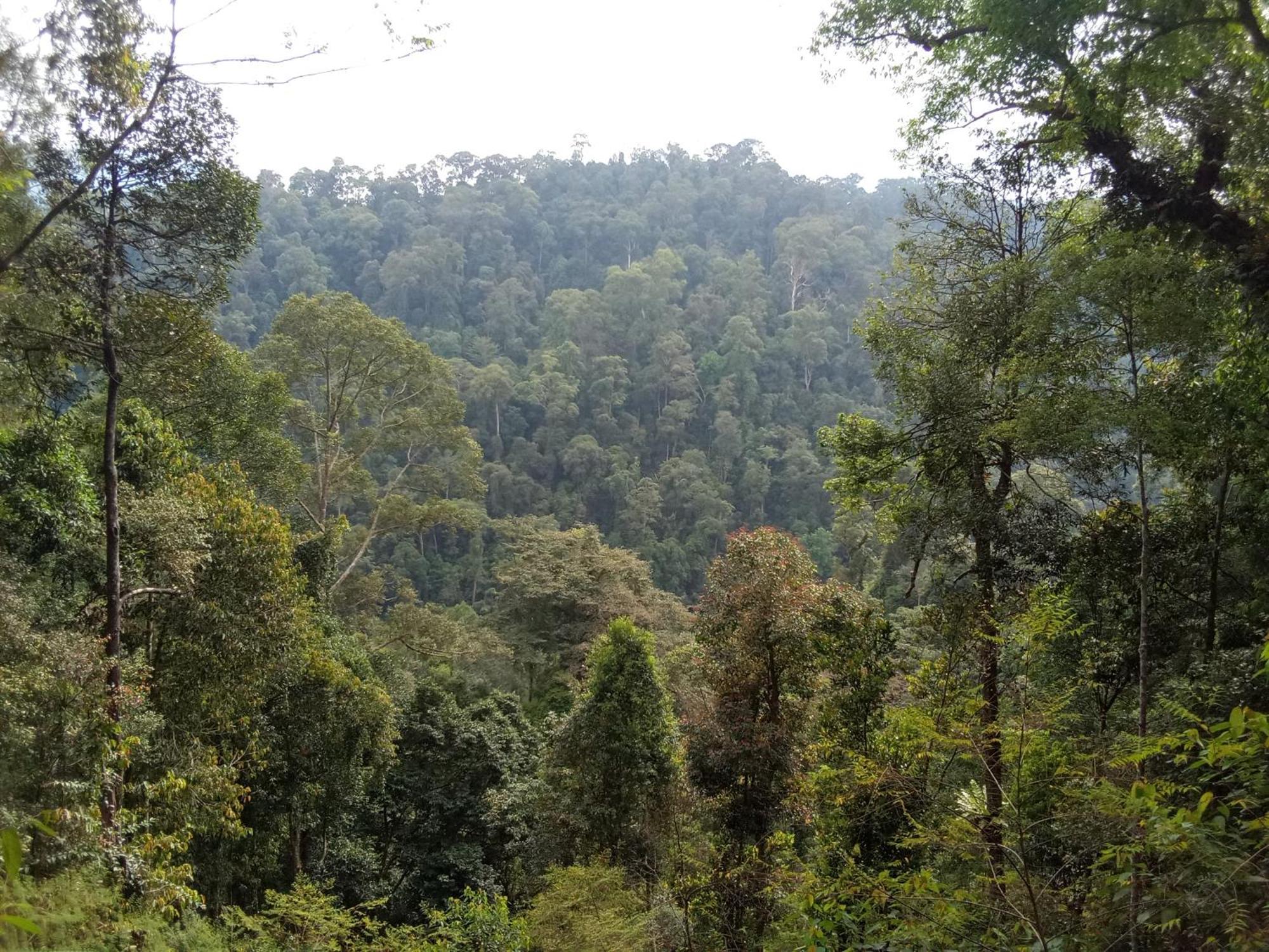 Jungle Treking & Jungle Tour If You Want To Stay Here,You Must Book Treking Only With Us 부킷 라왕 외부 사진