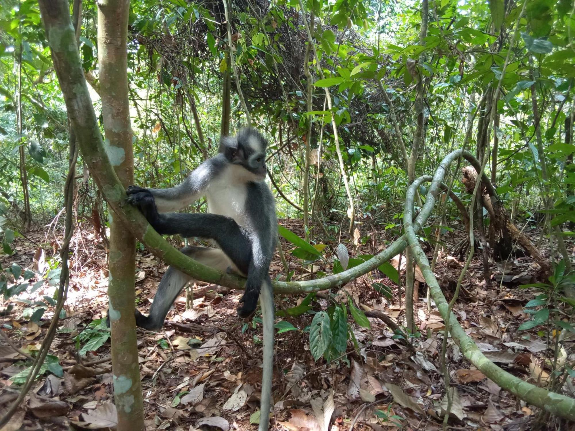 Jungle Treking & Jungle Tour If You Want To Stay Here,You Must Book Treking Only With Us 부킷 라왕 외부 사진