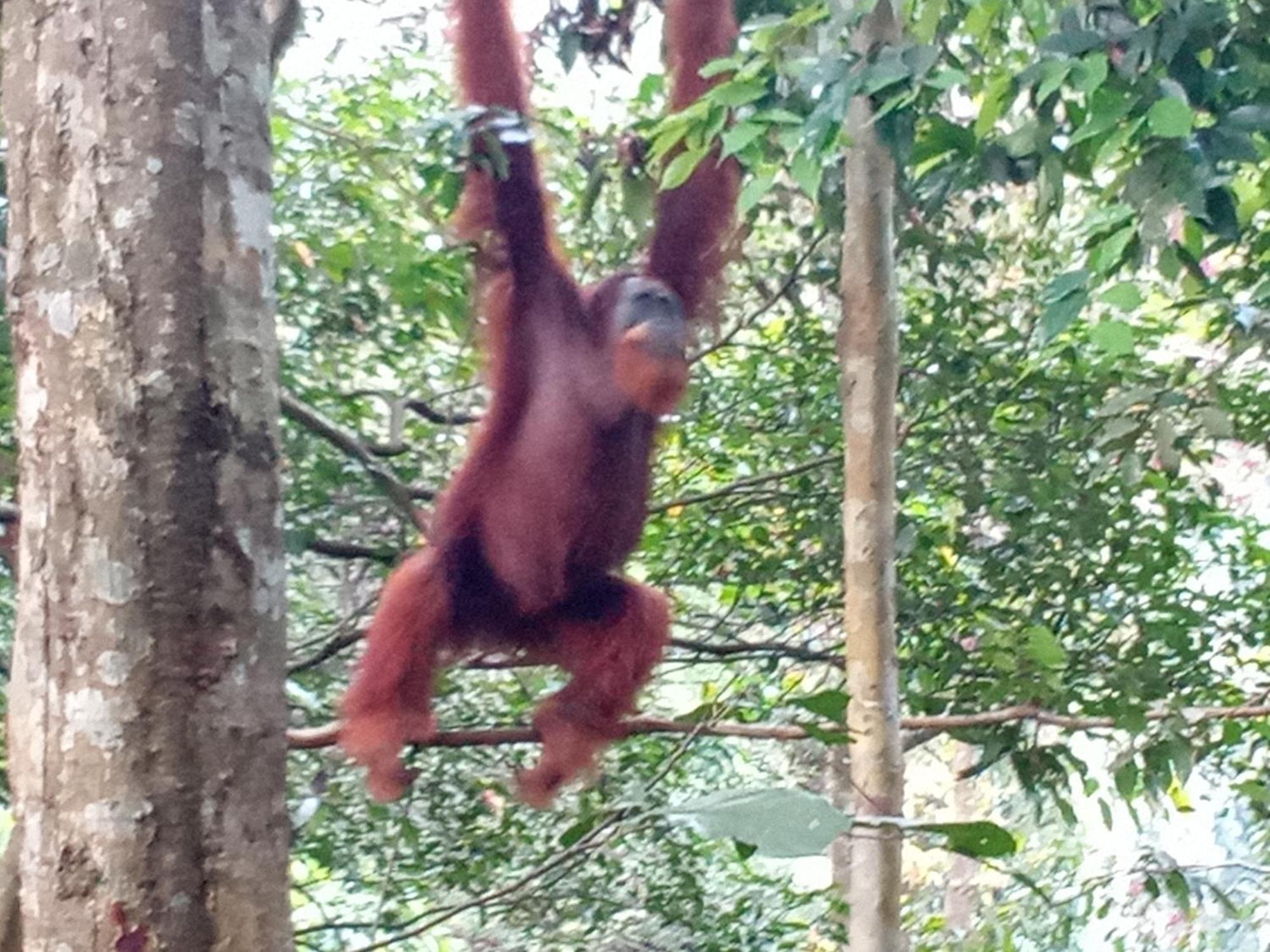 Jungle Treking & Jungle Tour If You Want To Stay Here,You Must Book Treking Only With Us 부킷 라왕 외부 사진