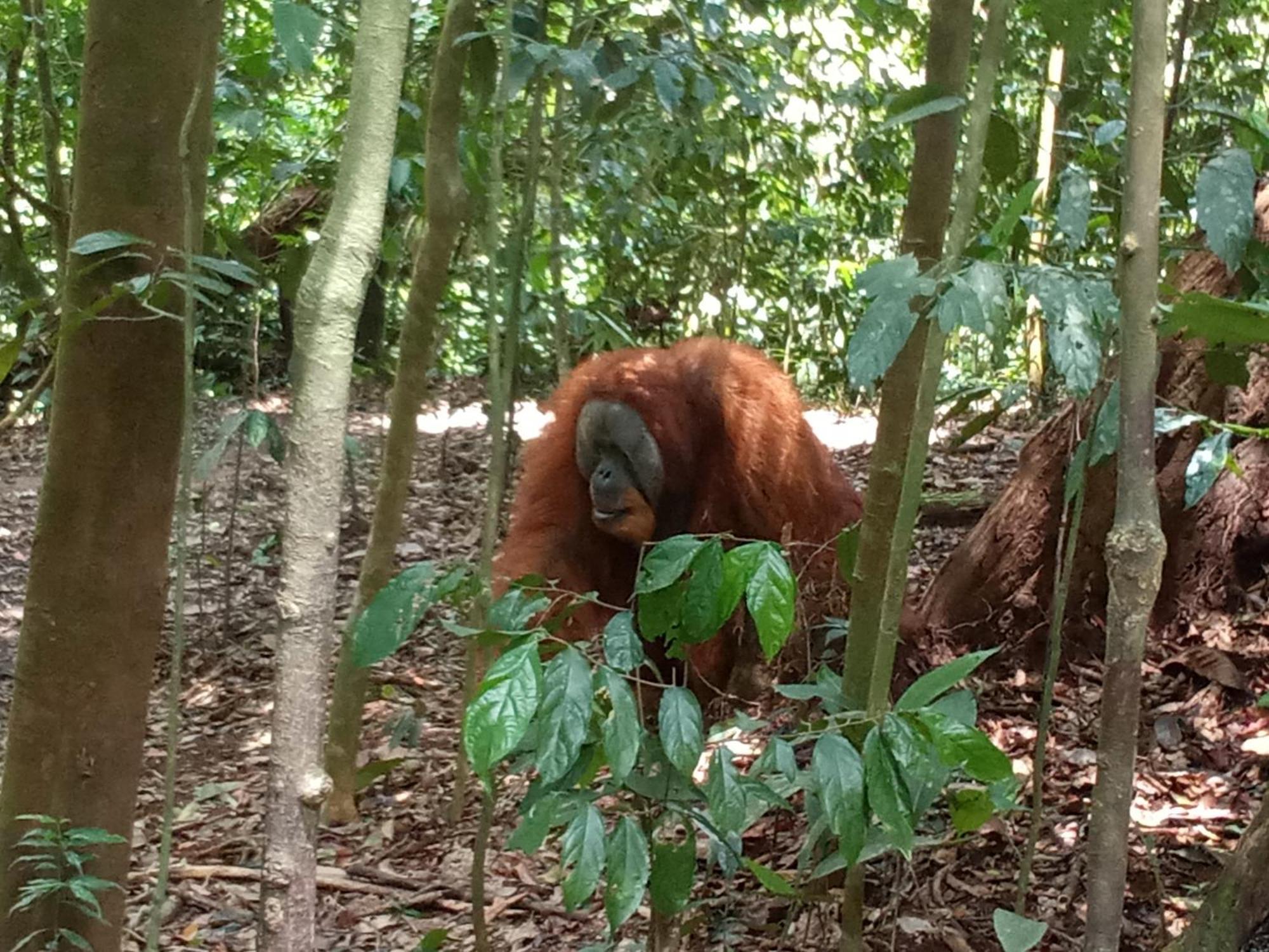 Jungle Treking & Jungle Tour If You Want To Stay Here,You Must Book Treking Only With Us 부킷 라왕 외부 사진