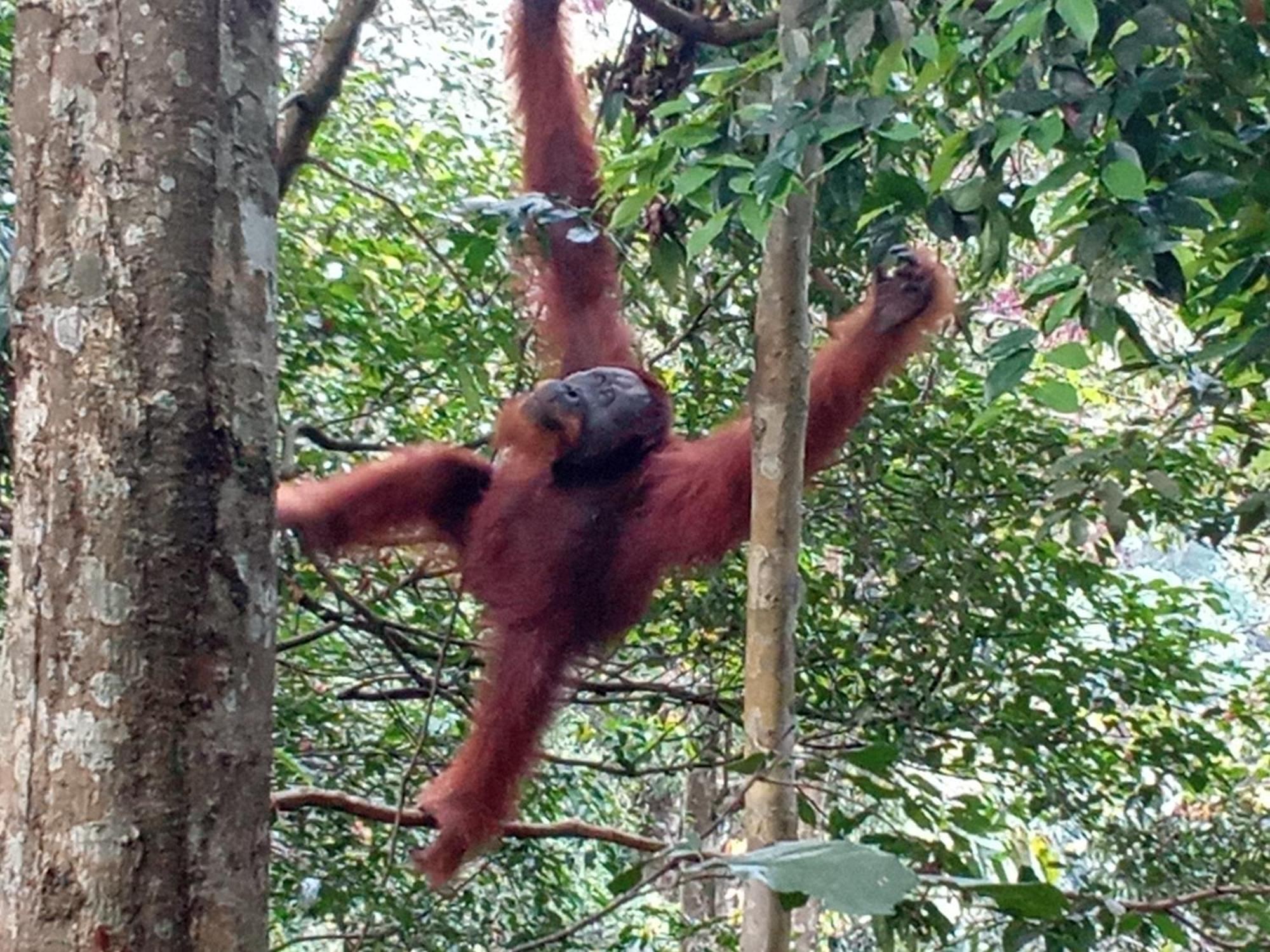 Jungle Treking & Jungle Tour If You Want To Stay Here,You Must Book Treking Only With Us 부킷 라왕 외부 사진